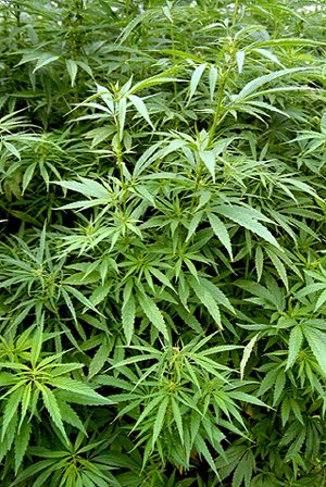 Cannabis sativa